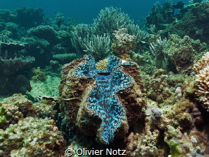 Giant Clam at the Ningaloo Reef by Olivier Notz 